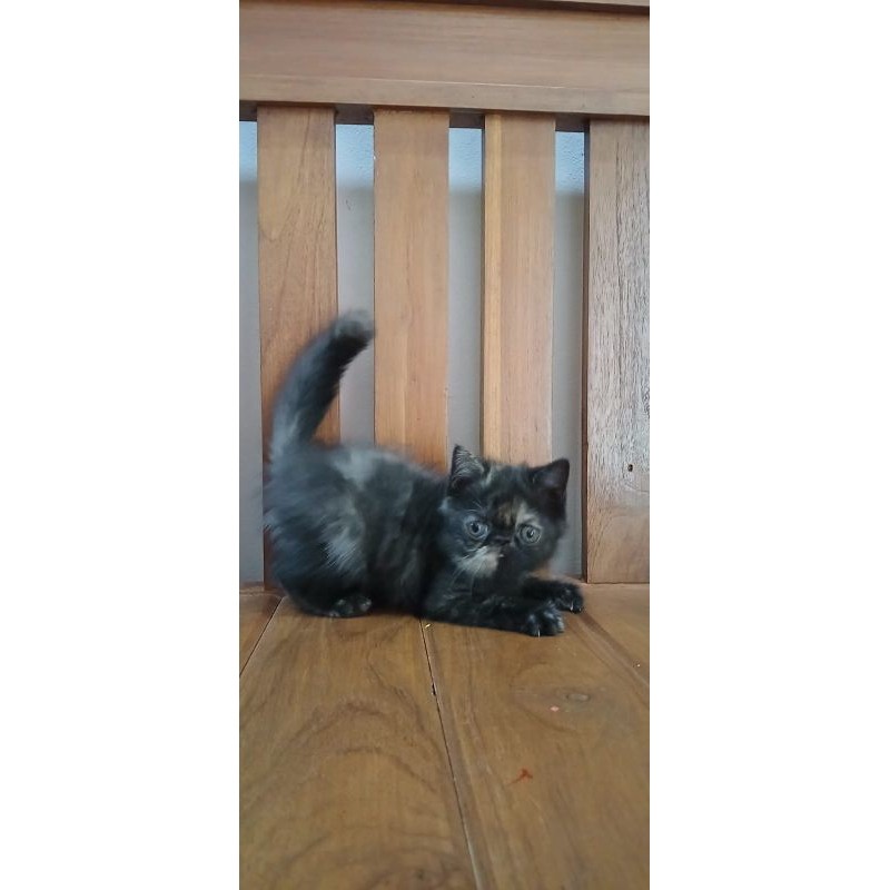 calon indukan exotic kucing lucu pesek bulu pendekCO