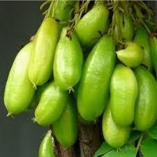 BIBIT BELIMBING WULUH CEPAT BERBUAH SIAP TANAM