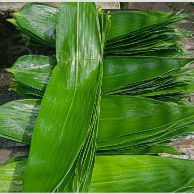 

Daun Bambu Daun Bambu Segar Bungkus Bakcang Ukuran Super - TOKO TANAMAN ABDI