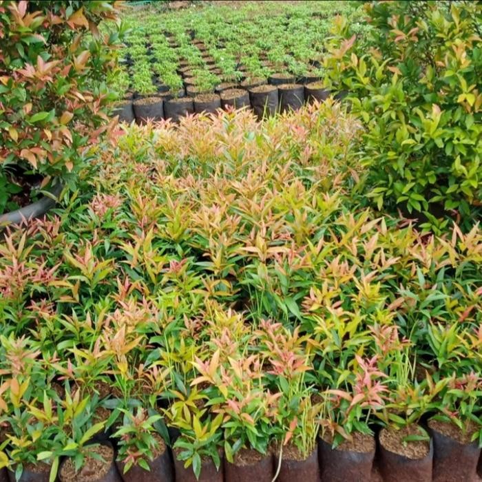 bibit pucuk merah 30cm