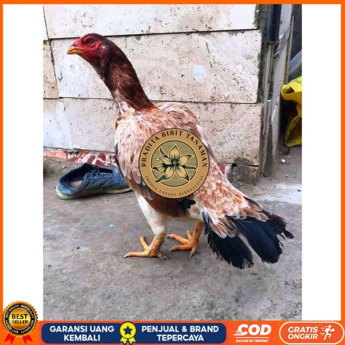 

telur ayam aseel madras original berkualitas PRADITA BIBIT TANAMAN