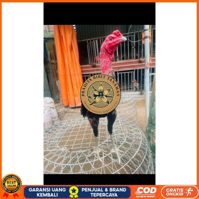 

Ganoi (telur fertill) original berkualitas PRADITA BIBIT TANAMAN