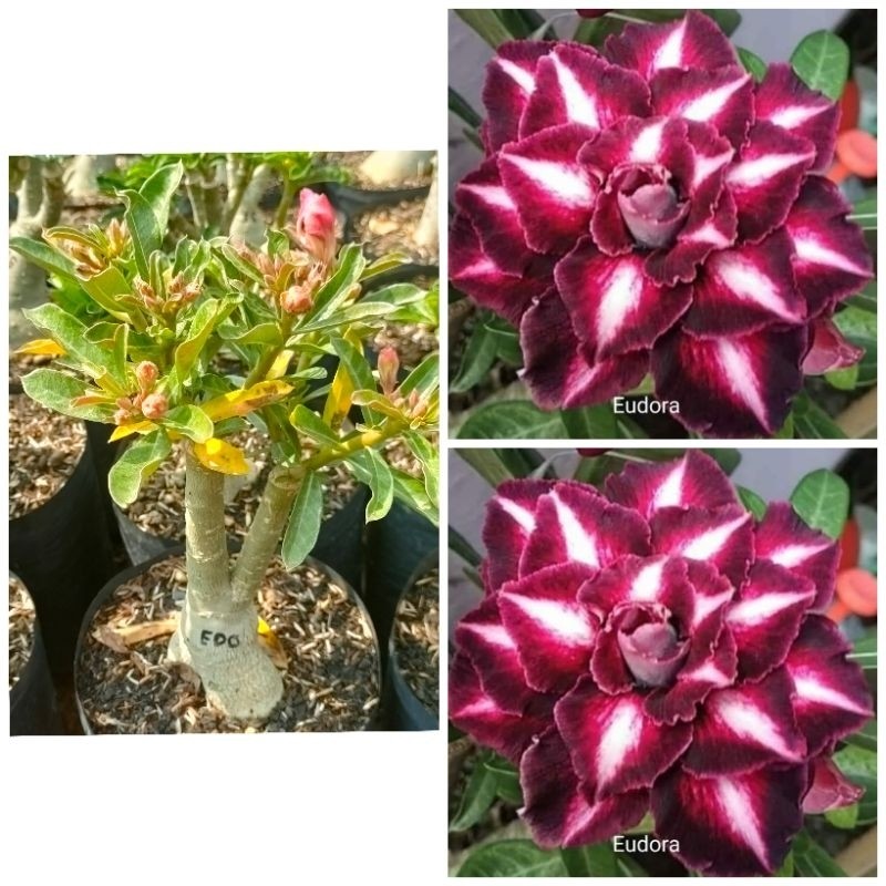 (BISA COD) PROMO Adenium Grafting Size C "Edora"
