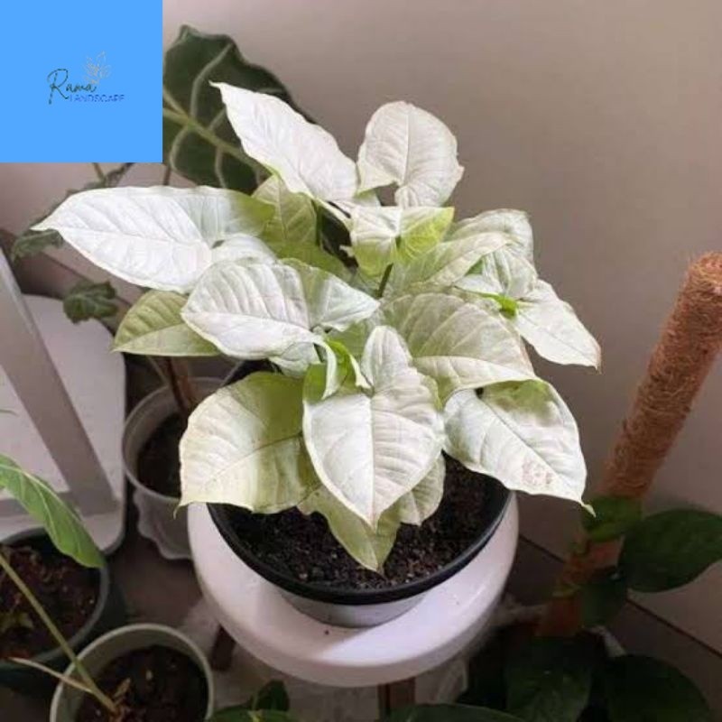 # ( BISA COD ) Tanaman Hias Syngonium Putih Salju Mini / Singonium Putih Mini / Bunga Hias Singonium