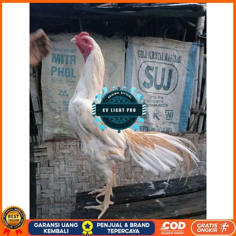 

TELUR FERTIL PLUCKER PAKOY ISTIMEWA CV LIGHT PRO