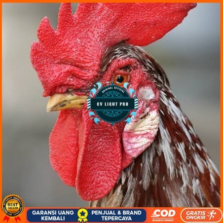 

Telur ayam albino mata merah / telur ayam hias fertil siap tetas CV LIGHT PRO