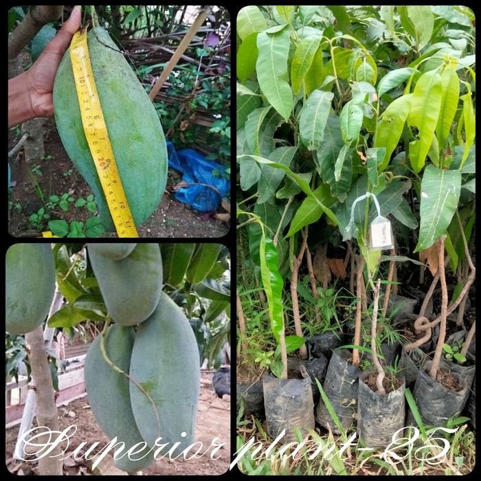 BIBIT MANGGA MAHATIR OKULASI TANAMAN MANGGA JUMBO MAHATIR