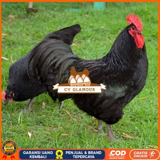

Telur ayam black australorp / telur ayam hias / telur fertil siapkirim CV GLAMOUR