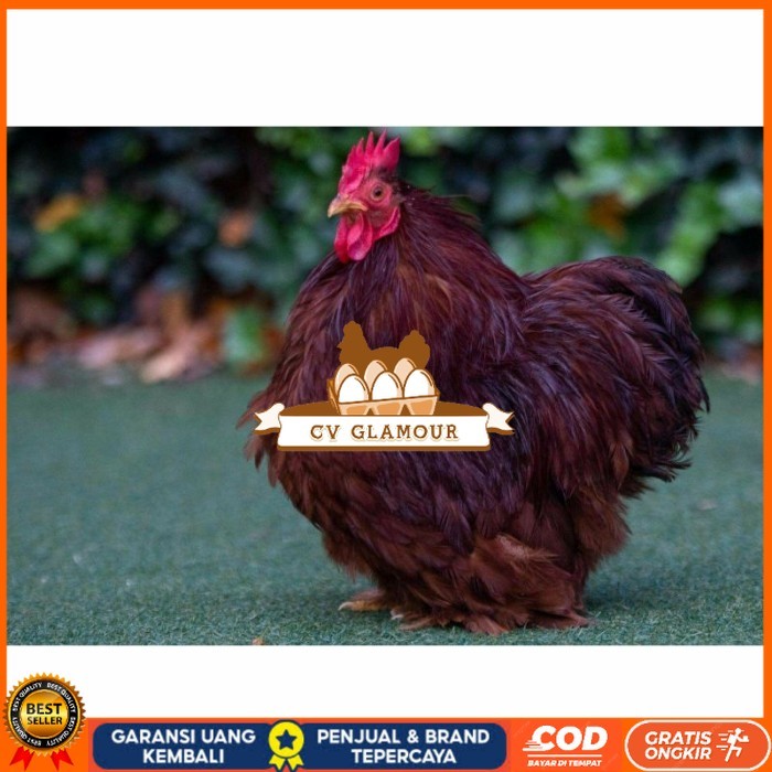 

Telur ayam hias bantam chocin fertil asli siap ditetaskan - bantam chocin CV GLAMOUR