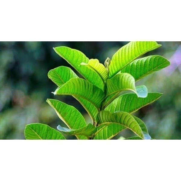 

New Promo DAUN JAMBU BIJI SEGAR 100 Gram (SRH) 1