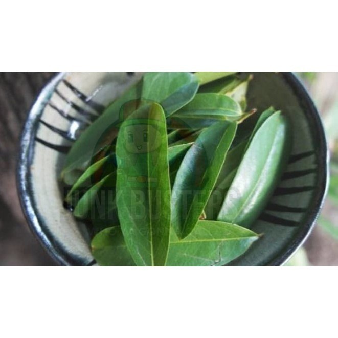 

Daun Sirsak Segar - Non Pestisida / Soursop Leaf