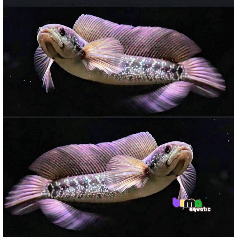 Hiasan akuarium Asiatica Ws Uk 15 cm gondrong full mutiara