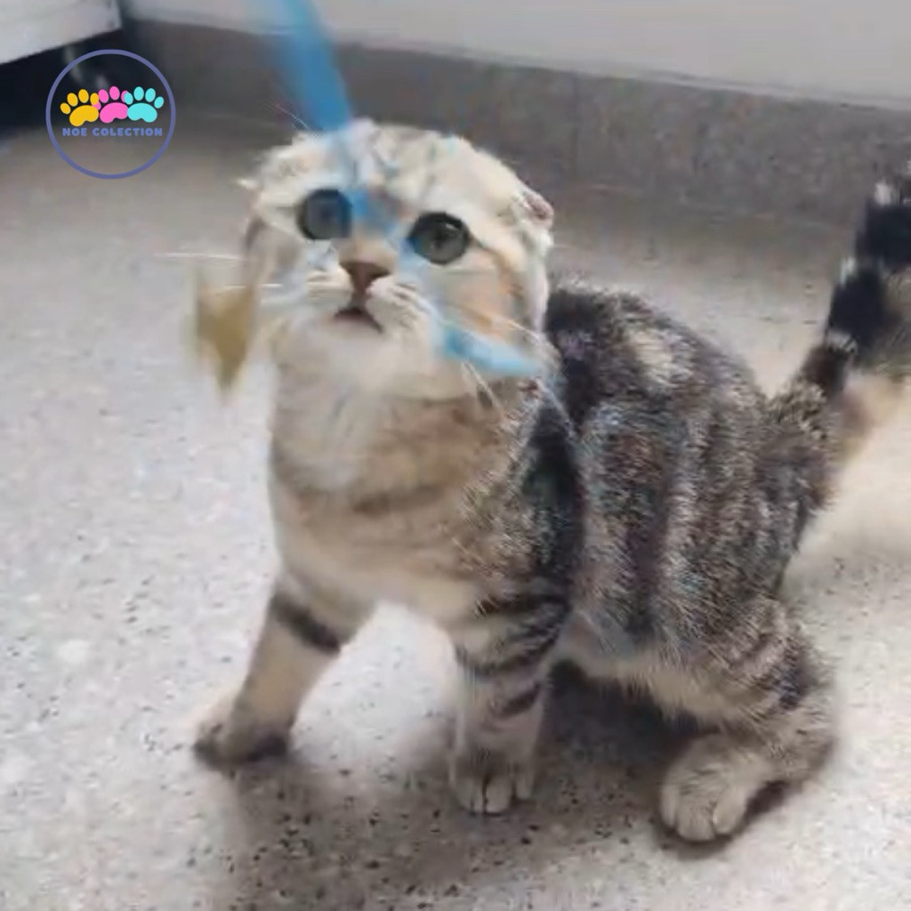 kucing scottish fold / trifold betina kitten