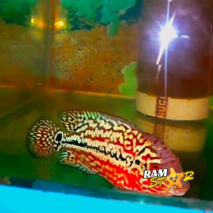 Rayakan Ikan Louhan Kamfa lohan 3-5 cm F2 Ori Thailan