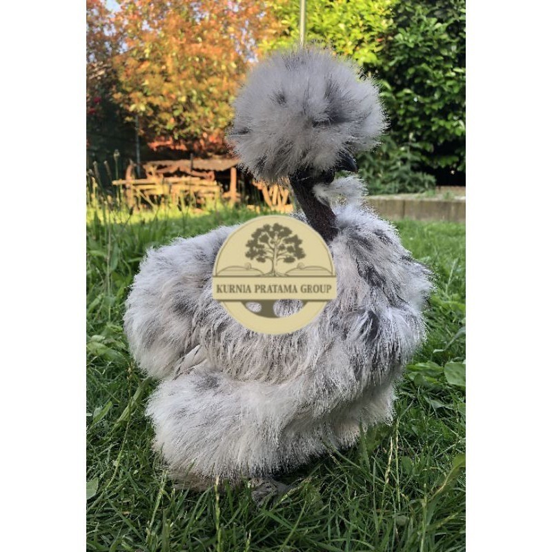 

TELUR AYAM HIAS SHOWGIRL SILKY / KAPAS SILKY LEGUN UNTUK DI TETASKAN KURNIA PRATAMA GROUP