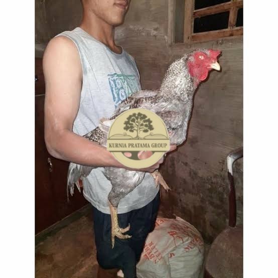 

Telur ayam gorila / gorilla jumbo siap ditetaskan KURNIA PRATAMA GROUP