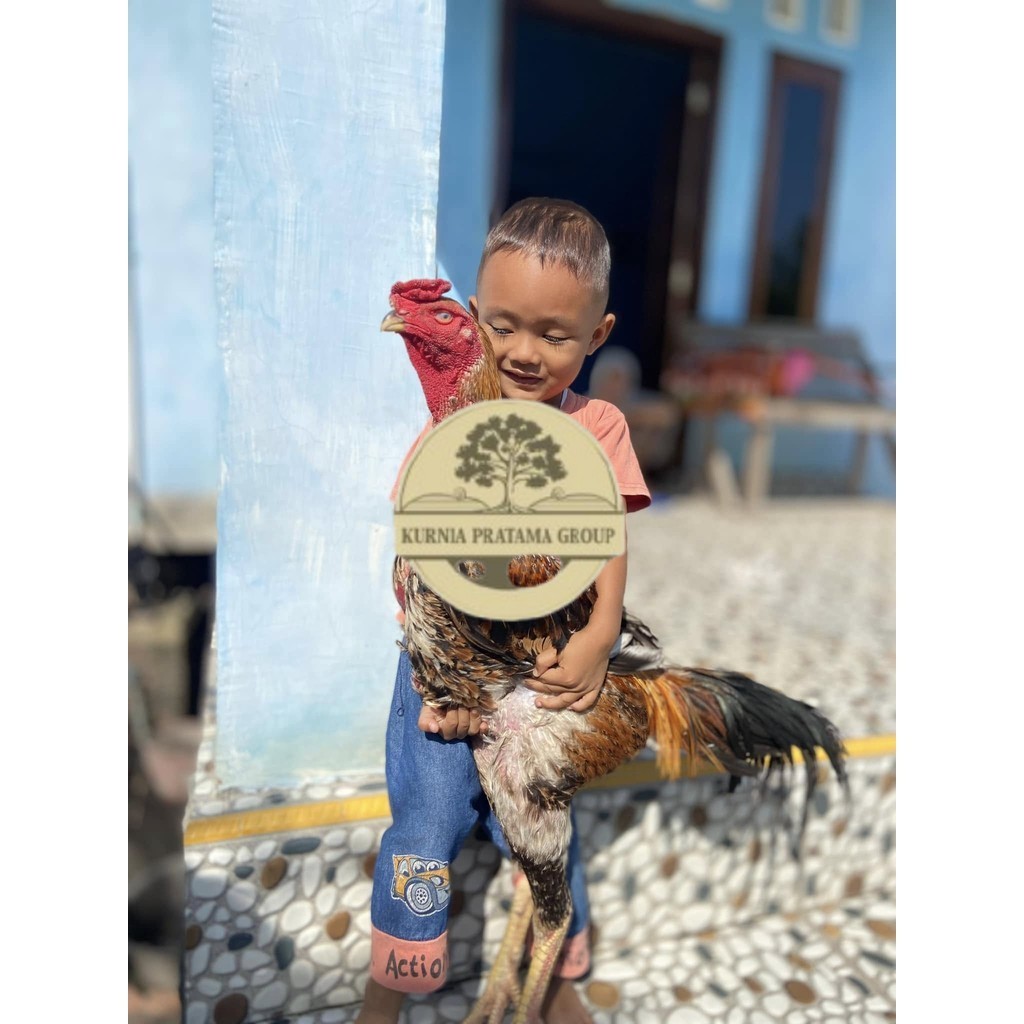 

Telur ayam bangkok shamo eropa / ayam petarung aduan siap ditetaskan KURNIA PRATAMA GROUP