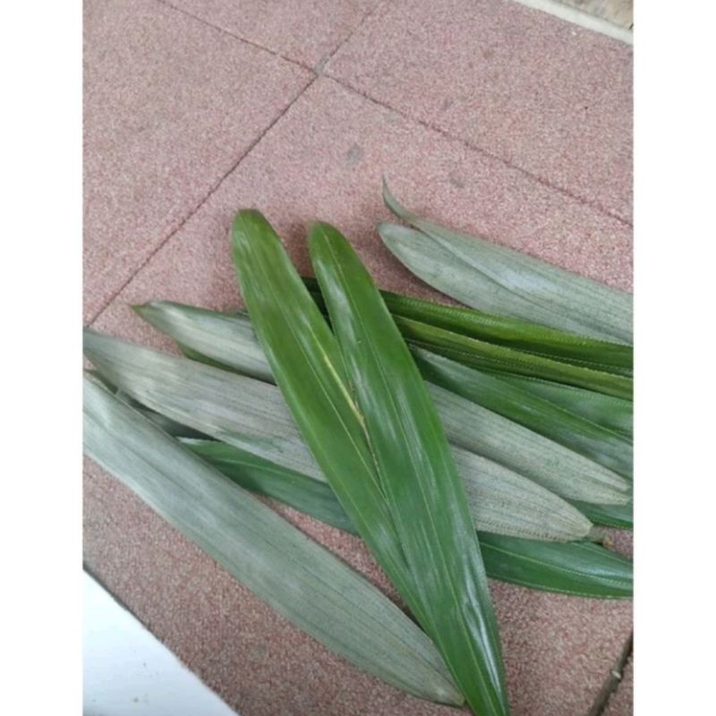 

TERLARIS Daun Salak Muda Segar 500gram