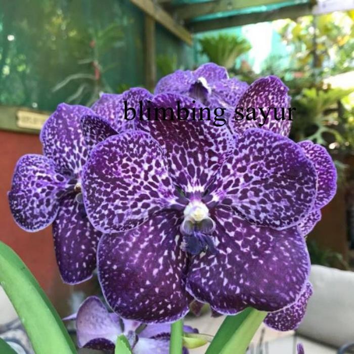 ANGGREK DENDROBIUM MAWAR BLUE Spike/Knop JUMBO