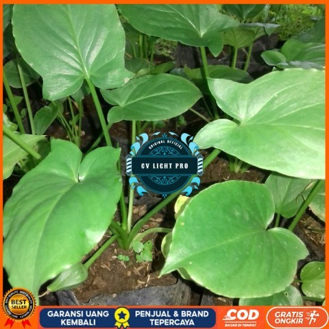Tanaman Keladi Tikus Asli , Untuk Obat Herbal atau Tanaman Hias Bibit Tanaman Super Unggul CV LIGHT 