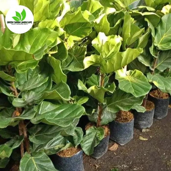 Tanaman hias ketapang biola cantik pohon ketapang biola cantik tinggi