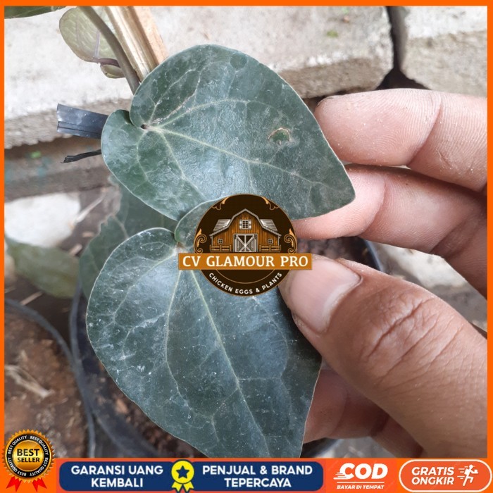 BIBIT TANAMAN SIRIH HITAM HERBAL UNGGUL Bibit Tanaman Super Unggul CV GLAMOUR PRO