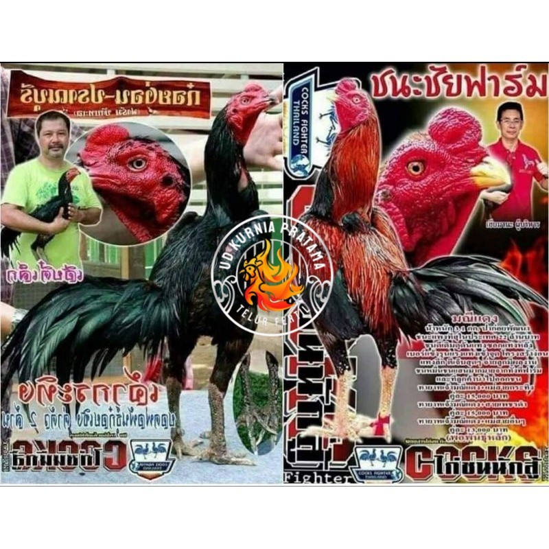 

Telur fertil pakhoy trah maneedaeng x blackbull x black rose x durian x payabod x jimmywhite x 17yok / khoyngon garansi fertil UD KURNIA PRATAMA