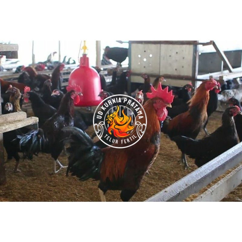 

TELUR AYAM KUB 2 JALUR PETELUR TANGGUH UNTUK DI TETASKAN UD KURNIA PRATAMA