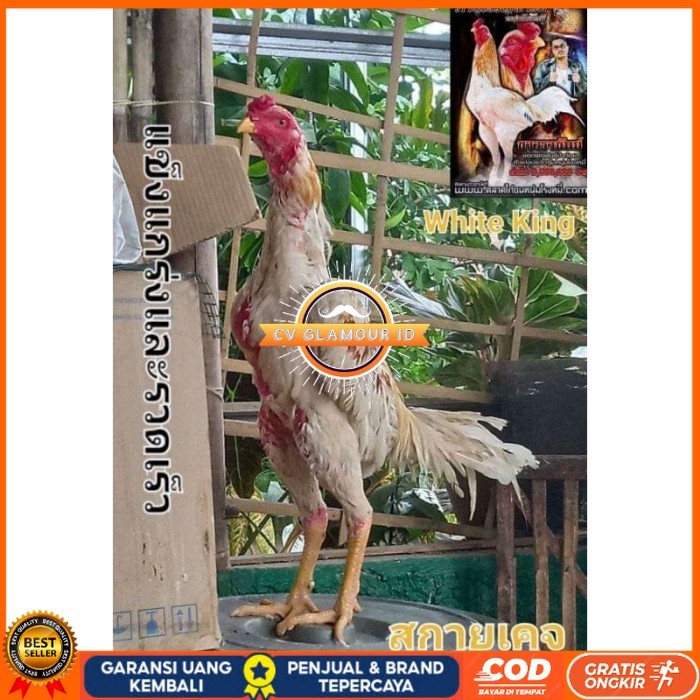 

COD TELUR FERTIL PLUCKER SUPER original berkualitas CV GLAMOUR ID