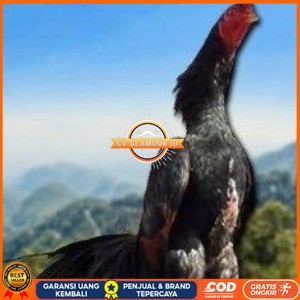 

telur ayam shamo tarung vertil original resmi CV GLAMOUR ID