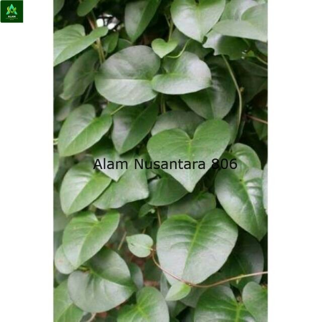

Daun Binahong fresh ( asli tanpa pestisida ) - AN