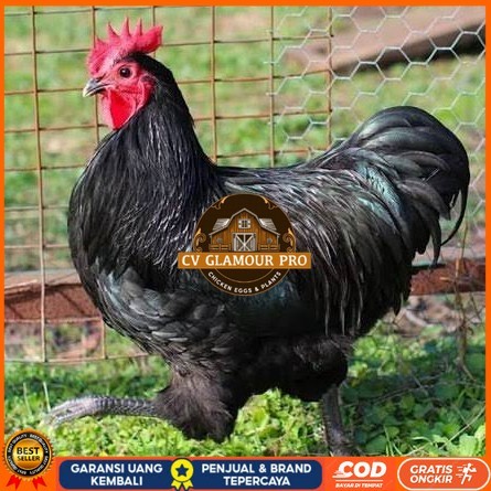 

Telur ayam black australorp / telur ayam hias / telur fertil siaptetas CV GLAMOUR PRO