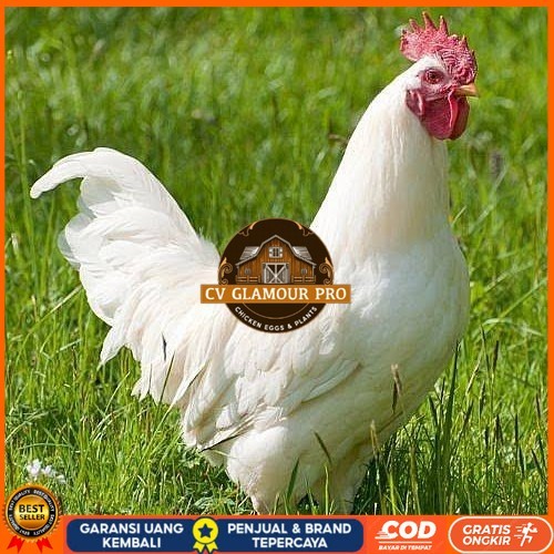 

Telur ayam leghorn white / telur ayam hias / telur fertil siap cod CV GLAMOUR PRO