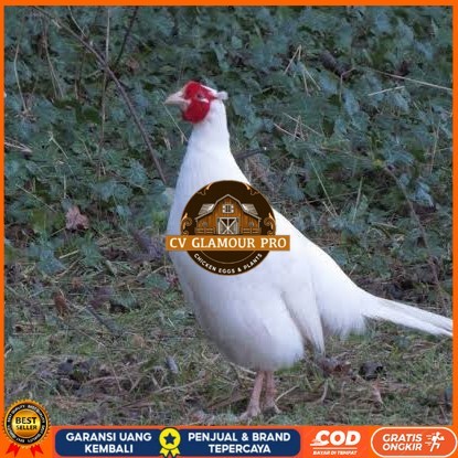 

Telur ayam hias ringneck white pheasant fertil untuk ditetaskan CV GLAMOUR PRO