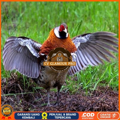 

Telur ayam hias ringneck elliot pheasant fertil siap ditetaskan CV GLAMOUR PRO