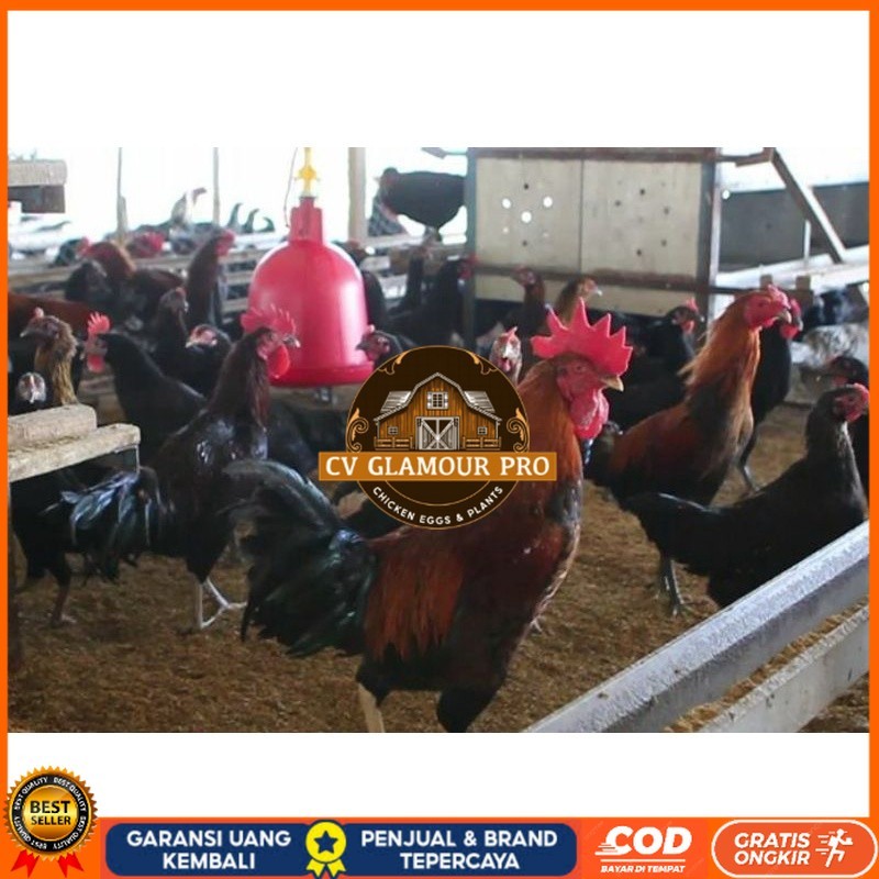 

TELUR AYAM KUB 2 JALUR PETELUR TANGGUH UNTUK DI TETASKAN CV GLAMOUR PRO