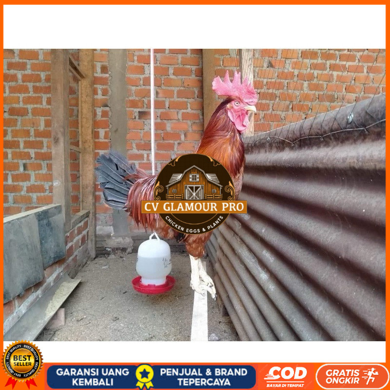 

TELUR FERTIL AYAM LARMOD JUMBO INDUKAN TERSELEKSI UNTUK DI TETASKAN CV GLAMOUR PRO