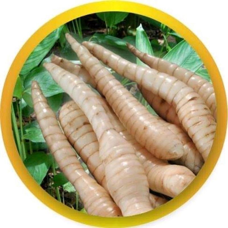 

Umbi garut segar 500 gram terbaik