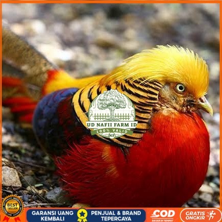 

telur ayam golden pheasant hias siap ditetaskan - golden pheasant UD NAFII FARM ID