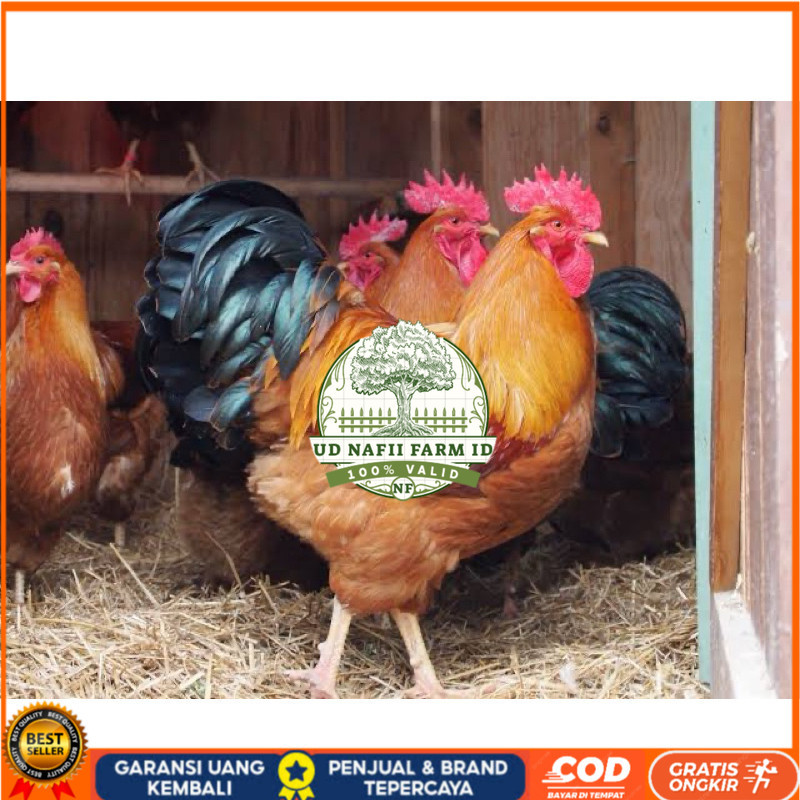 

TELUR FERTIL AYAM NEWHAMPSHIRE IMPORT UNTUK DITETASKAN UD NAFII FARM ID