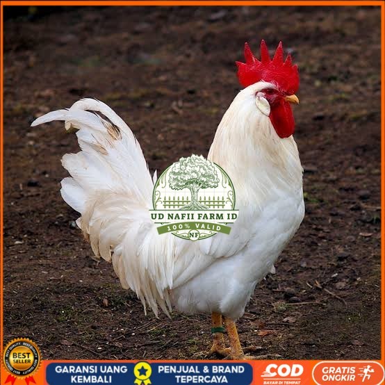 

Telur ayam leghorn white / telur ayam hias / telur fertil siap tetas UD NAFII FARM ID
