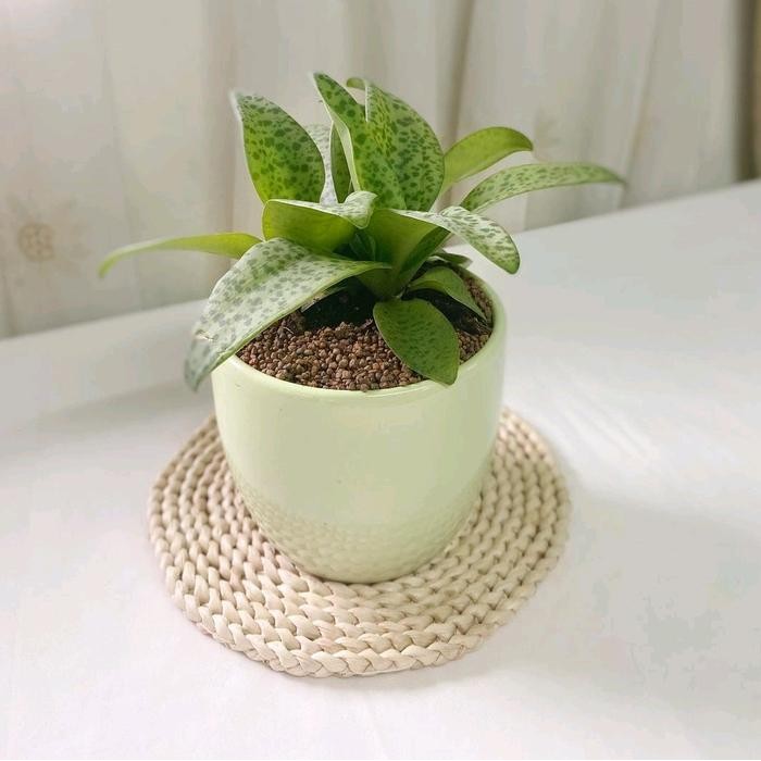 Tanaman hias lidah katak artificial - tanaman hidup umbi lidak katak