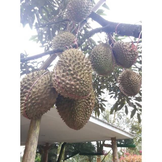 COD Bibit Durian Montong Super Murah Berkualitas