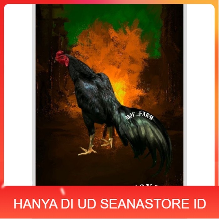 

Telur Ayam Pakhoy X Pama Vertil Siap Di Tetaskan Jaminan Super Oiginal Bergaransi UD SEANASTORE ID