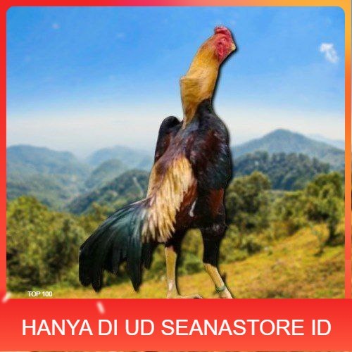 

telur tetas ayam shamo asli ori UD SEANASTORE ID
