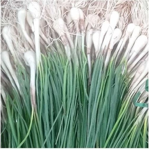 

AZ BAWANG BATAK SEGAR1 KG TERBAIK LOKIO KUCAI BAWANG BATAK