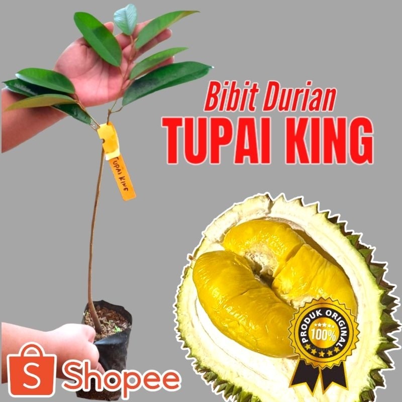 BIBIT DURIAN TUPAI KING ASLI 100 % VALID PACKING KAYU