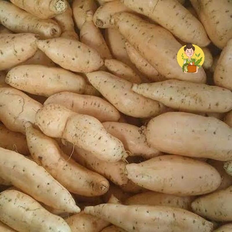 

Ubi Cilembu / Ubi Madu Cilembu Mentah / Ubi Cilembu Segar 1Kg