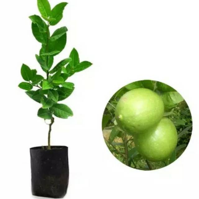 Bibit Jeruk Nipis Jumbo / Benih cangkok pohon jeruk nipis