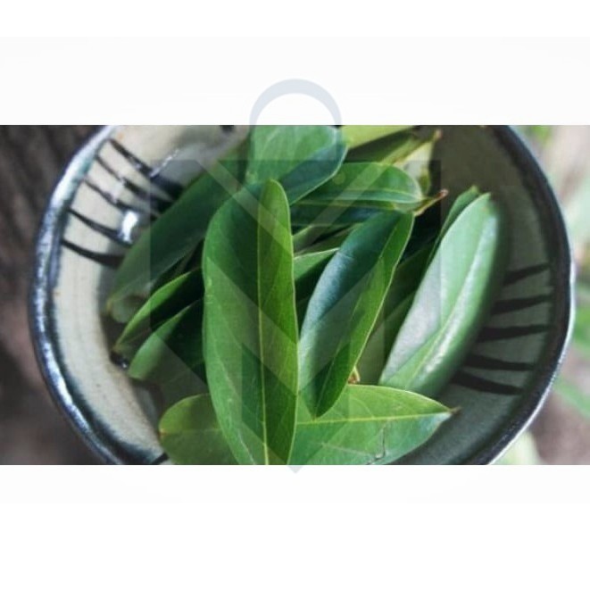 

Daun Sirsak Segar - Non Pestisida / Soursop Leaf